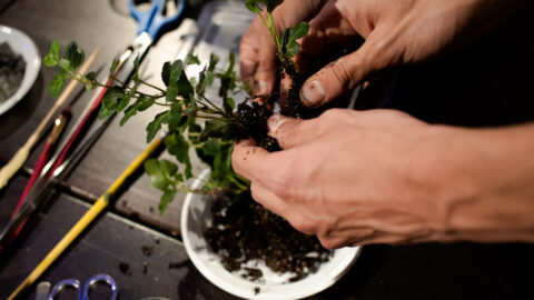 Plantismus workshop